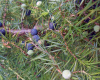 Kleka (Juniperus Communis lat.)