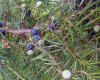 Kleka (Juniperus Communis lat.)