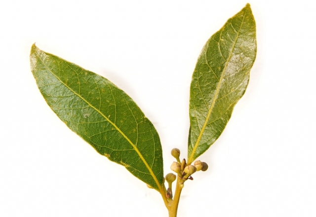 Lovor (Laurus Nobilis lat.)