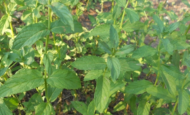 Nana (Mentha Piperita lat.)