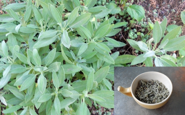 Žalfija (Salvia Officinalis lat.)