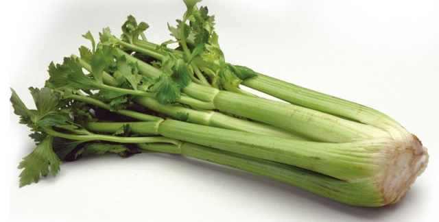 Celer (Apium Graveolens lat.)